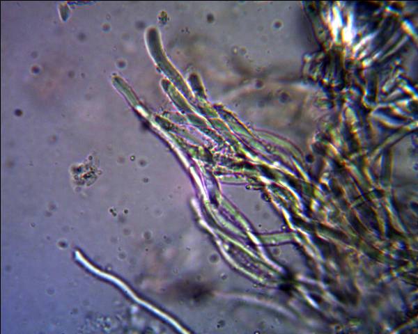 Oligoporus?? (Skeletocutis amorpha)